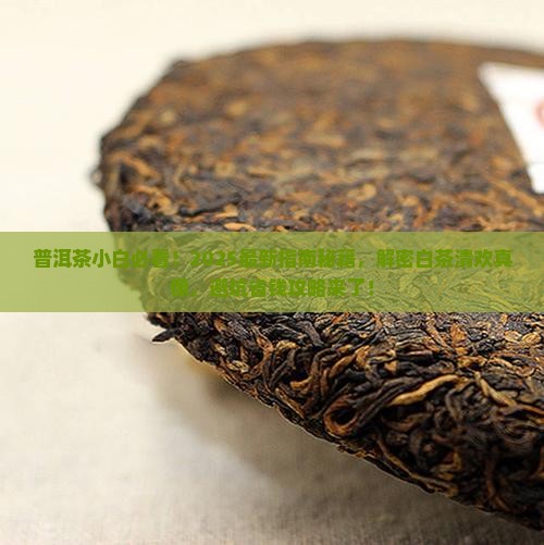 普洱茶知识白茶清欢无别事