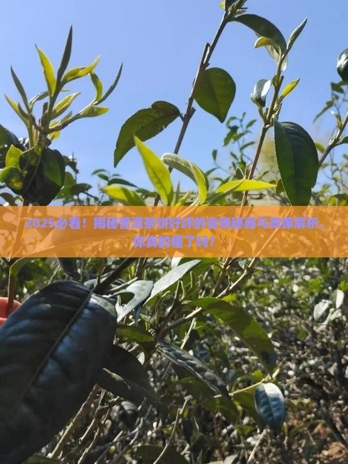 怎么样区分普洱茶饼的好坏