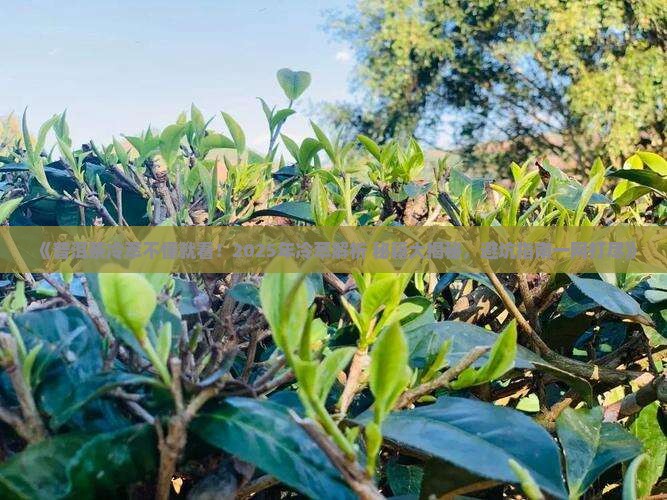 普洱茶怎么冷萃