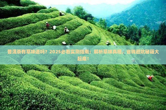 普洱茶有草味道吗 普洱茶有草味道吗