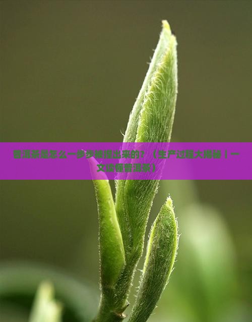 普洱茶的生产过程
