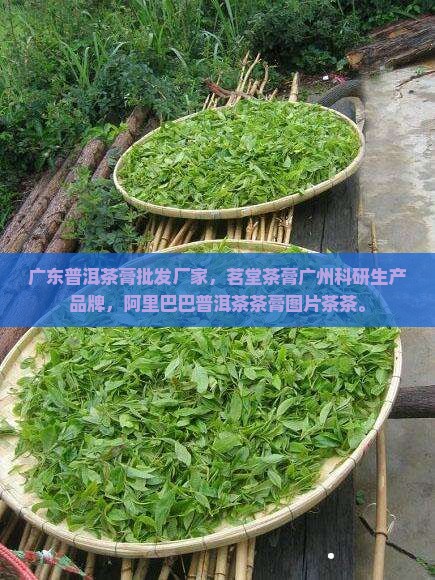 广东普洱茶膏批发厂家
