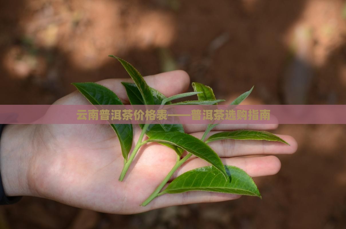 勐马普洱茶价格表 勐马普洱茶价格表