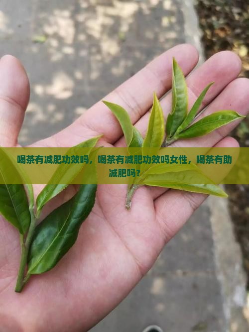 喝茶有减肥功效吗