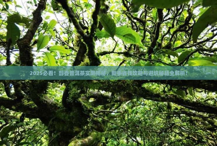 醇香普洱茶介绍