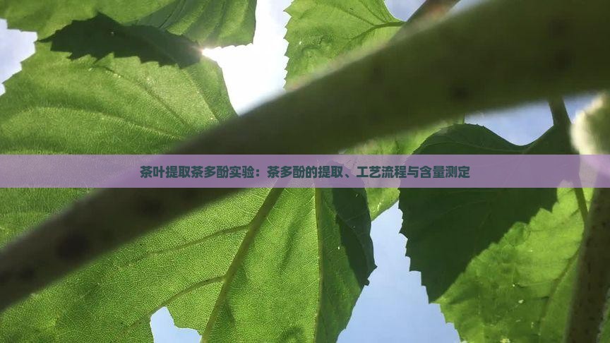 茶叶提取茶多酚实验茶多酚的提取