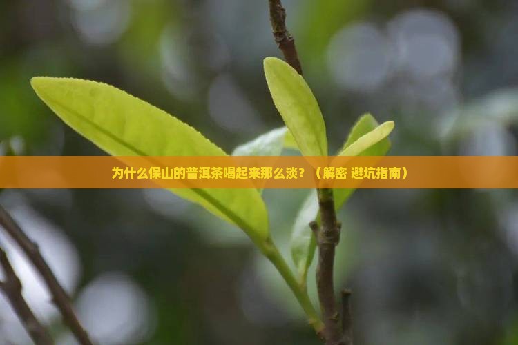 保山的普洱茶为什么淡 保山的普洱茶为什么淡