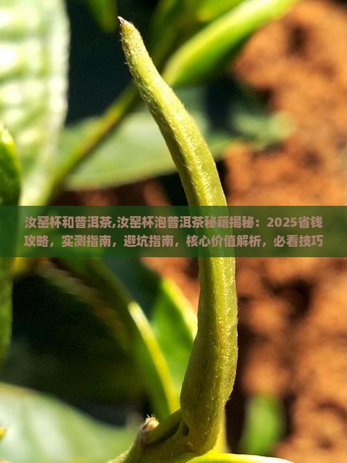 汝窑杯和普洱茶