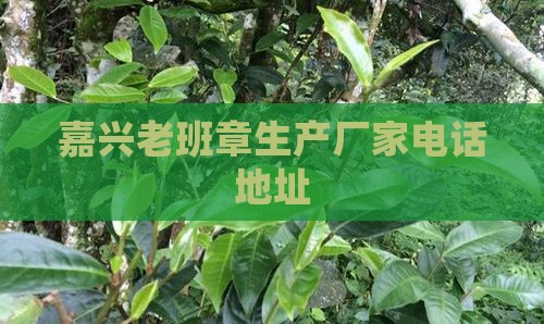 嘉兴老班章生产厂家电话