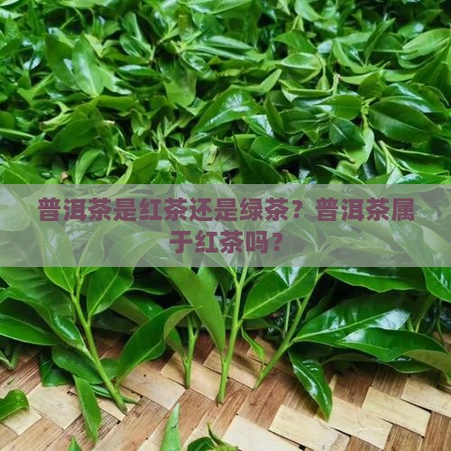 普洱茶是红茶吗6