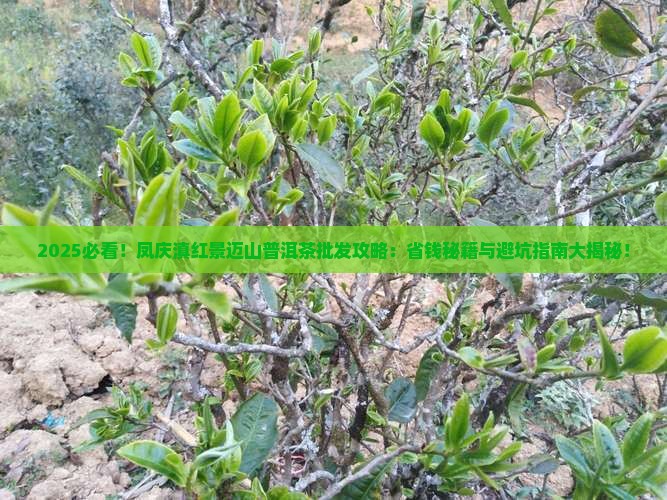 凤庆滇红景迈山普洱茶批发