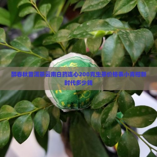 醉春秋普洱茶云南白药连心