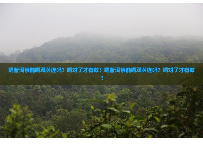 喝普洱茶能喝双黄连吗
