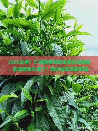 仁经道普洱茶生茶