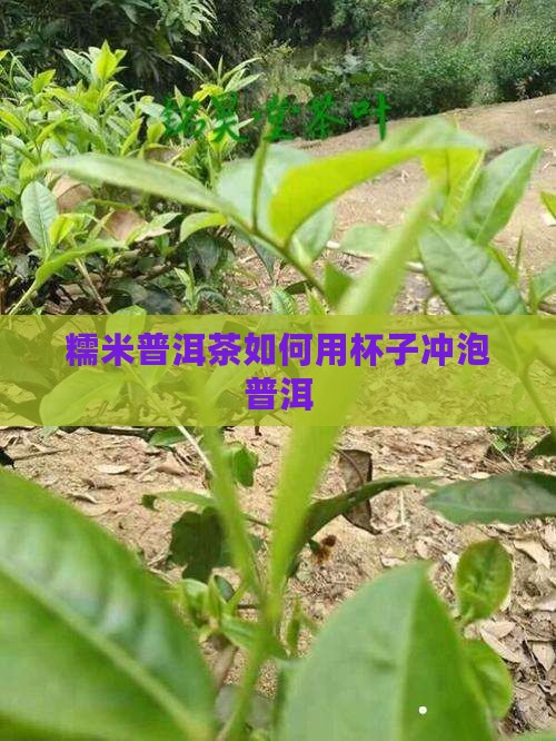 糯米普洱茶用杯子泡好吗