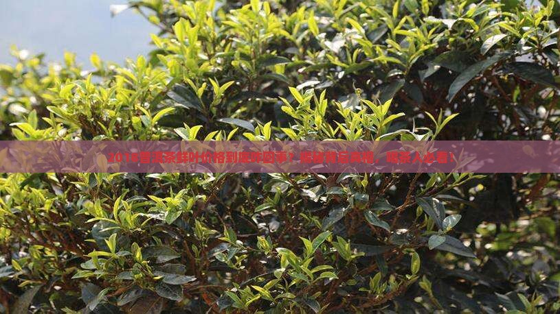 2018普洱茶鲜叶价格
