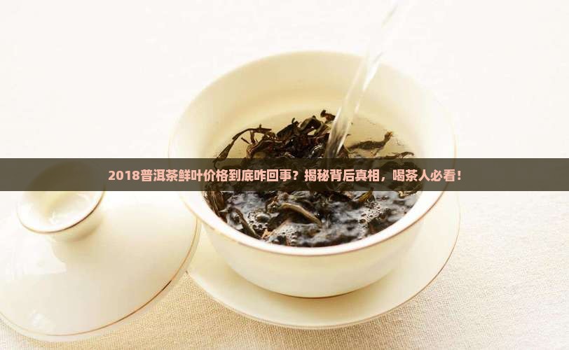2018普洱茶鲜叶价格