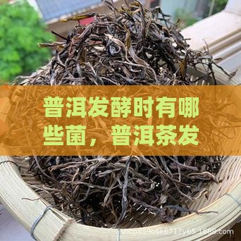 普洱茶发酵时有哪些菌