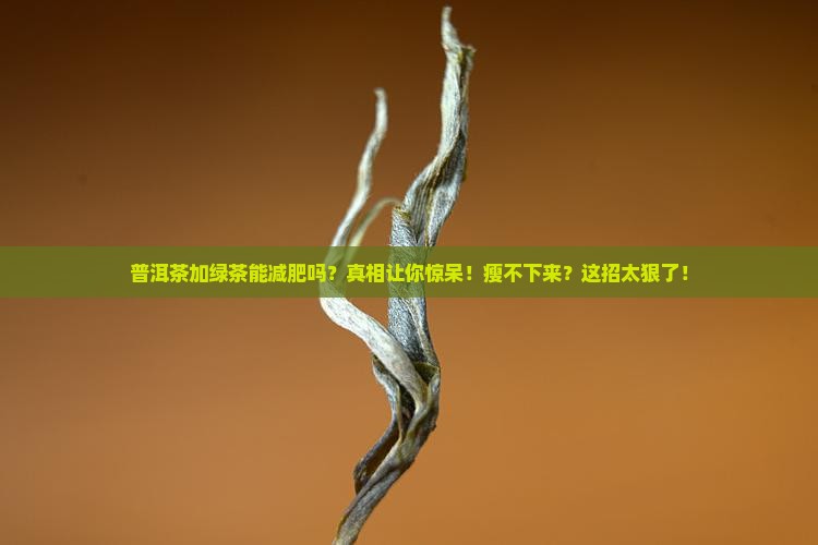 普洱茶加绿茶能减肥吗吗