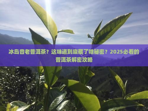 冰岛音老普洱茶