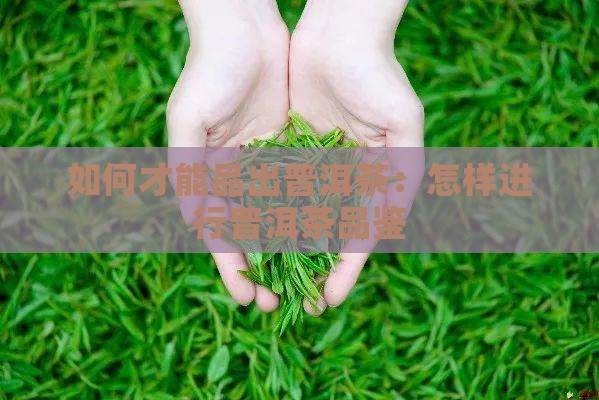如何才能品出普洱茶