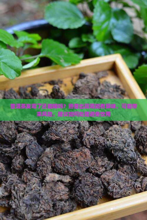 熟普洱茶发霉了还能喝吗