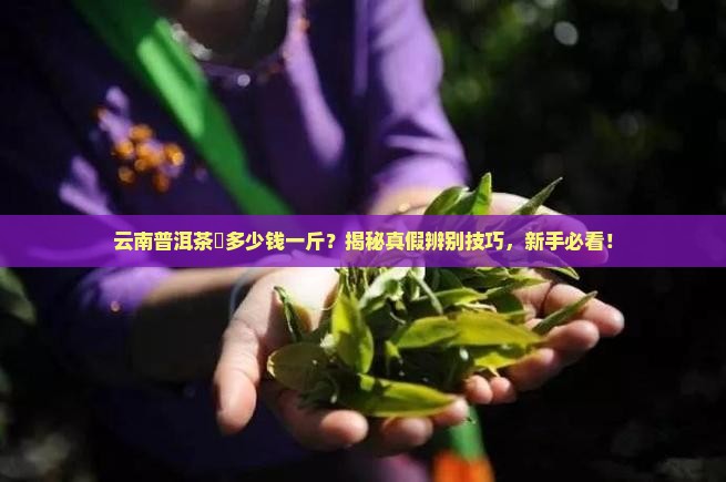 云南普洱茶磗多少钱一斤 云南普洱茶磗多少钱一斤