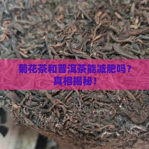 菊花茶和普洱茶能减肥吗