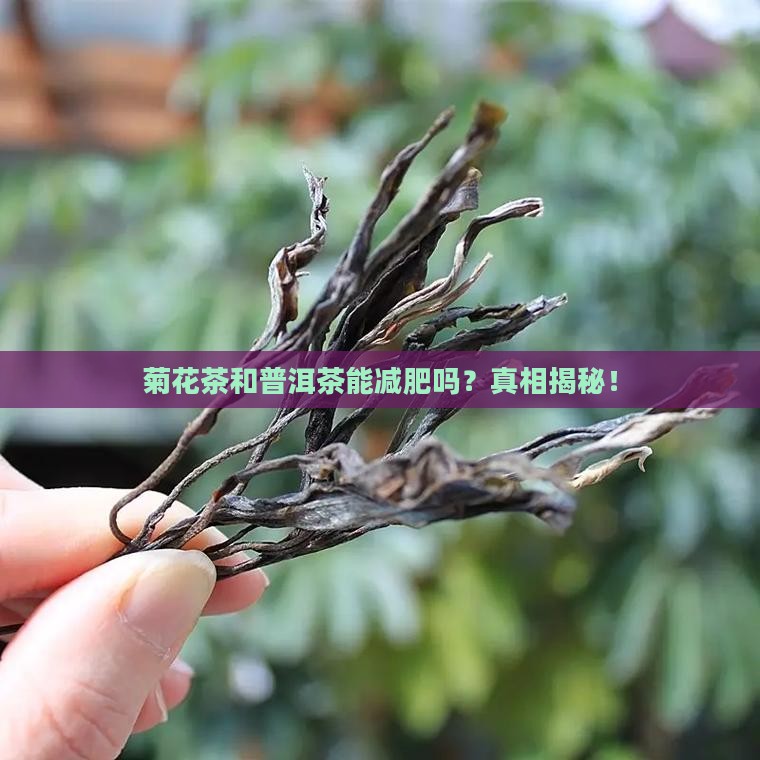 菊花茶和普洱茶能减肥吗