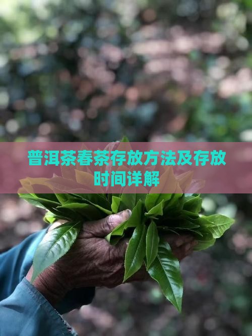 普洱茶春茶存放