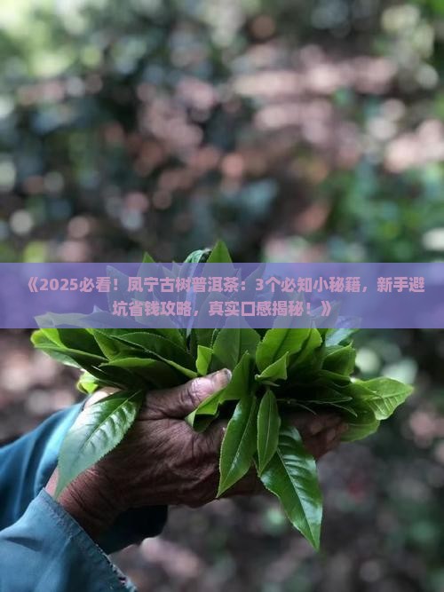 凤宁古树普洱茶