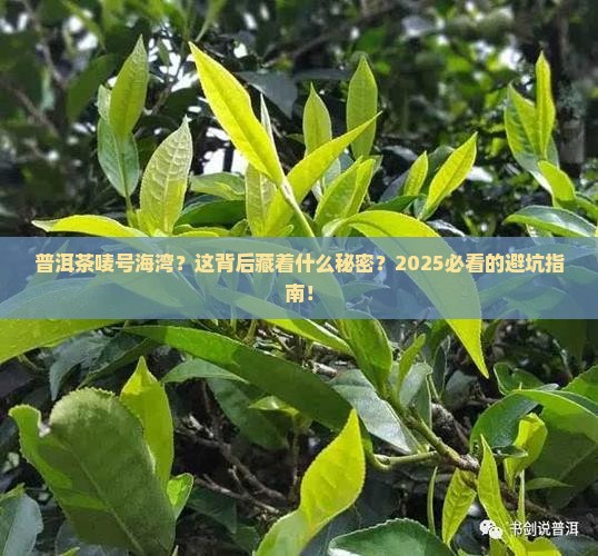 普洱茶唛号海湾