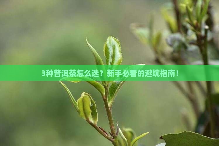 普洱茶哪一种更好一些呢