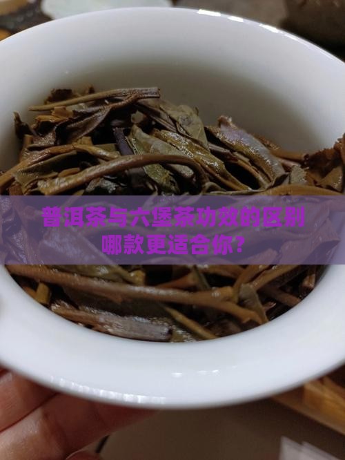 普洱茶与六堡茶功效的区别