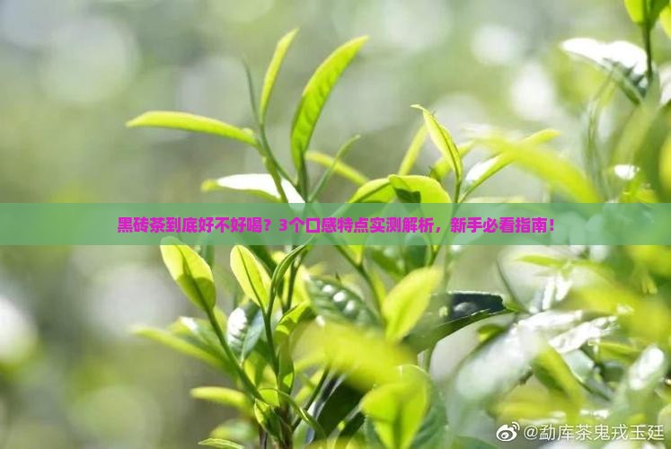 黑砖茶的口感特点