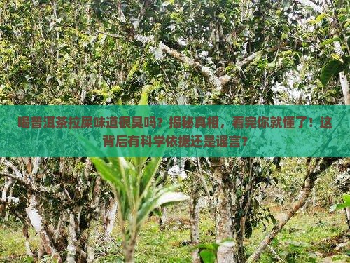 喝普洱茶拉屎味道很臭吗