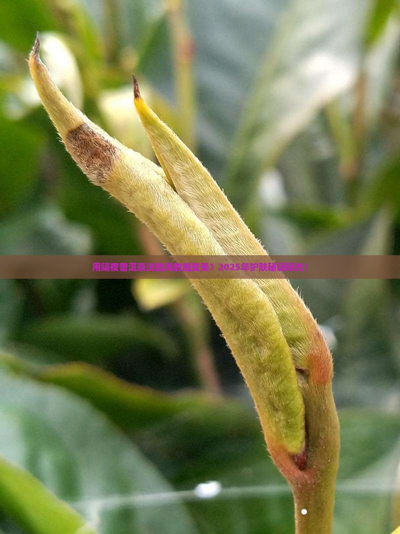 用隔夜的普洱茶洗脸