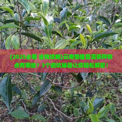 云南楚雄普洱茶购物点
