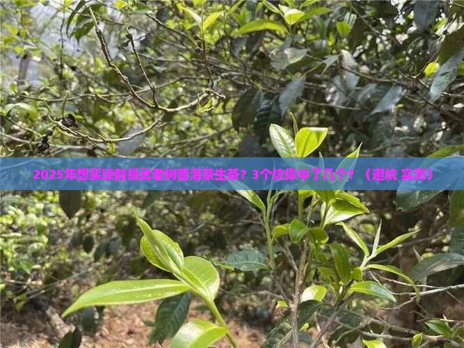 琼韵易武老树普洱茶生茶价格