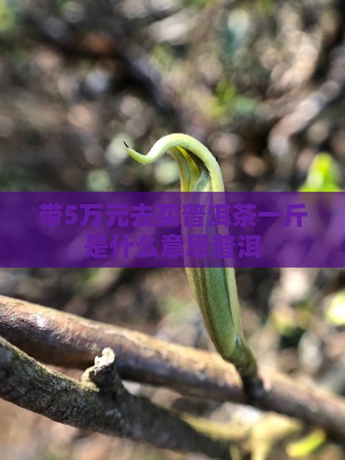 带5万去买普洱茶什么意思 带5万去买普洱茶什么意思