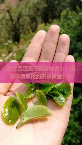 野生普洱茶芽孢价格