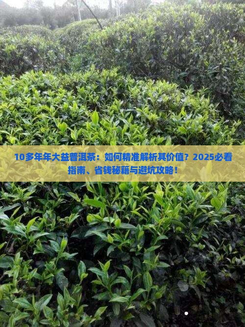10多年年大益普洱茶