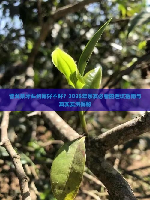 普洱茶牙头到底好不好