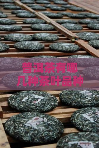 普洱茶有哪几种茶叶品种