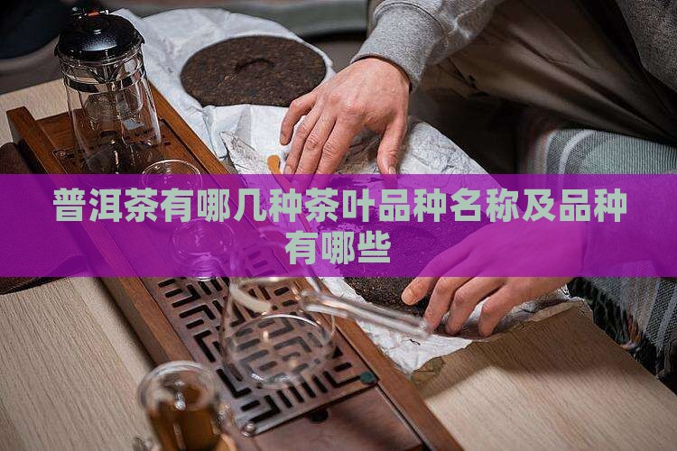 普洱茶有哪几种茶叶品种