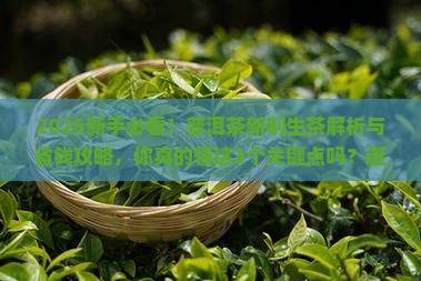 普洱茶新制生茶
