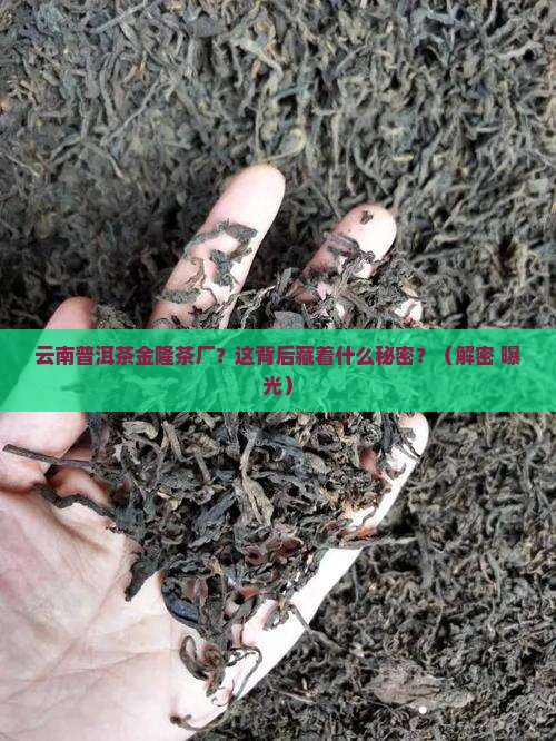 云南普洱茶金隆茶厂
