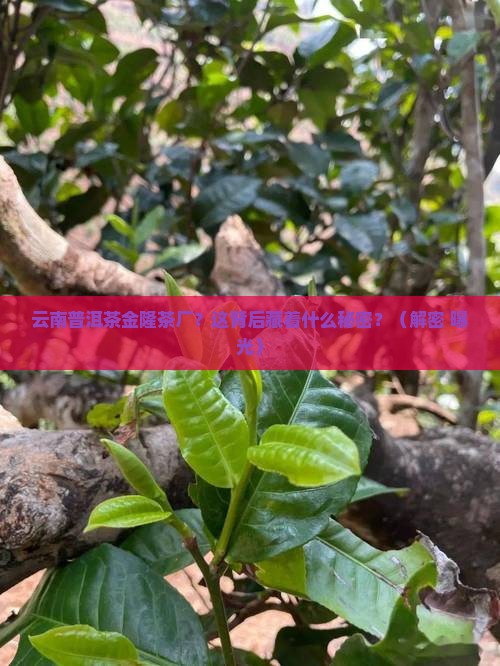 云南普洱茶金隆茶厂