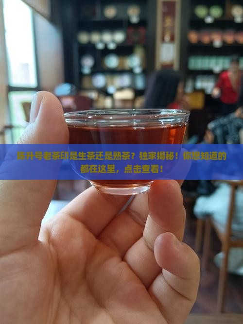 陈升号老茶印是生茶还是熟茶