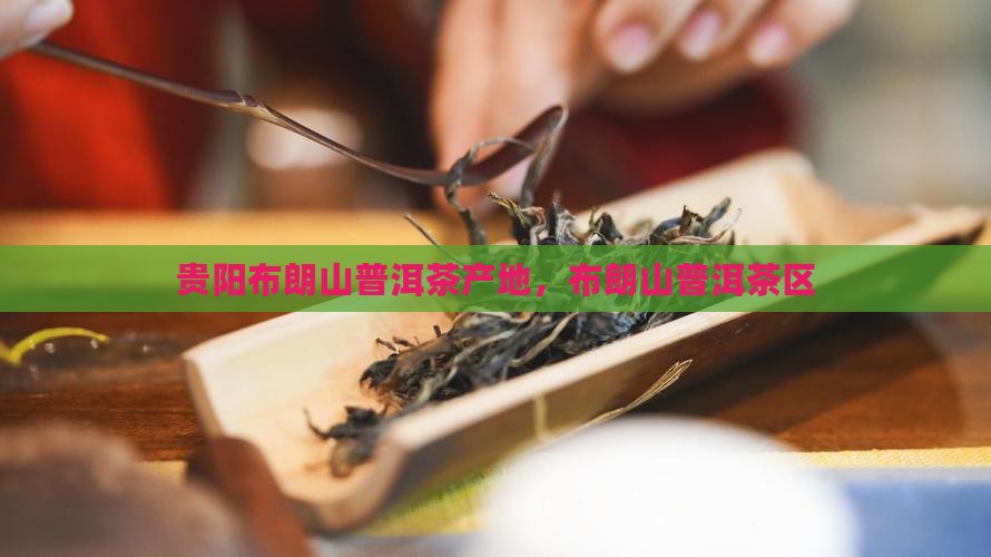 贵阳布朗山普洱茶
